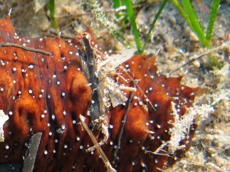 Confronti: Holothuria forskali, Holothuria poli, H. tubulosa